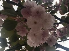 -嘉定紫藤园