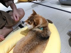-逗柴咖啡屋·狗咖猫咖宠物桌游