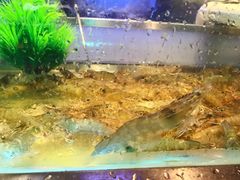 -V-ONE西雅图海鲜自助餐厅(仓山万达广场店)