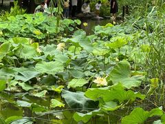-陈家山荷花公园