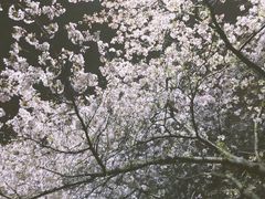 -武汉大学-樱园