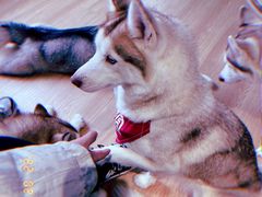 -Husky Go! 哈士奇体验馆·宠物咖啡厅狗咖