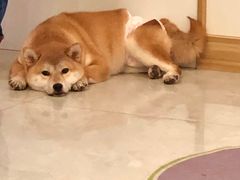 -柴犬小屋·柴餐厅·狗咖食堂(金鼎广场店)