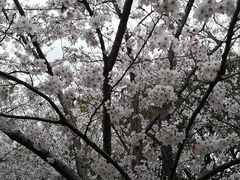 -高东镇樱花园