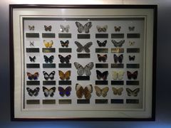 -上海昆虫博物馆