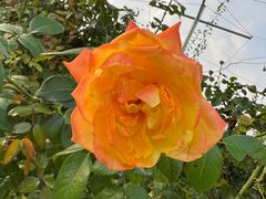 -意大利农场度假村