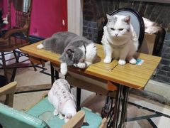 -猫色咖啡·猫咖