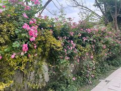 -三圣花乡旅游区