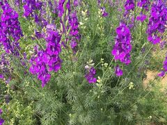 -松山湖梦幻百花洲
