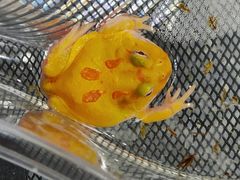 -青石桥花鸟鱼虫市场(叠翠城店)