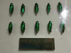 -上海昆虫博物馆