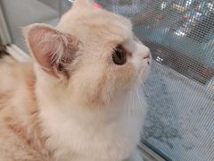 -Heymao猫咖.咖啡厅(东门店)