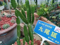 -海上花岛玫瑰园采摘