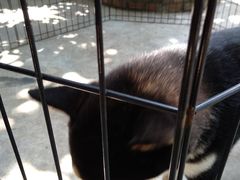 -柴犬高等学院·狗咖·柴犬售卖·宠物训练