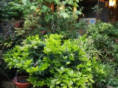 -紫藤燕语(兴澄银座店)
