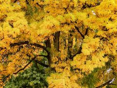 -千年银杏谷文化旅游区