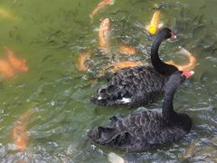 -珠海圆明新园