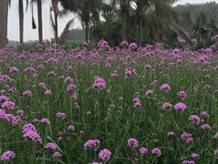 -东南花都花博园
