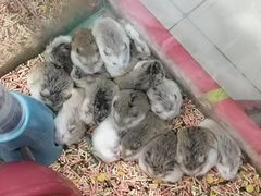 -钓仓鼠(洋桥北里小区店)
