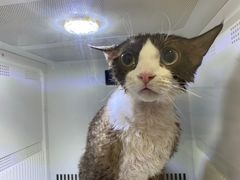 -山宅一喵德文卷毛猫舍