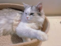 -怪兽屋·羊驼·猫咖·狗咖(俊华广场店)