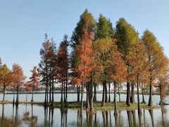 -贡湖湾湿地公园