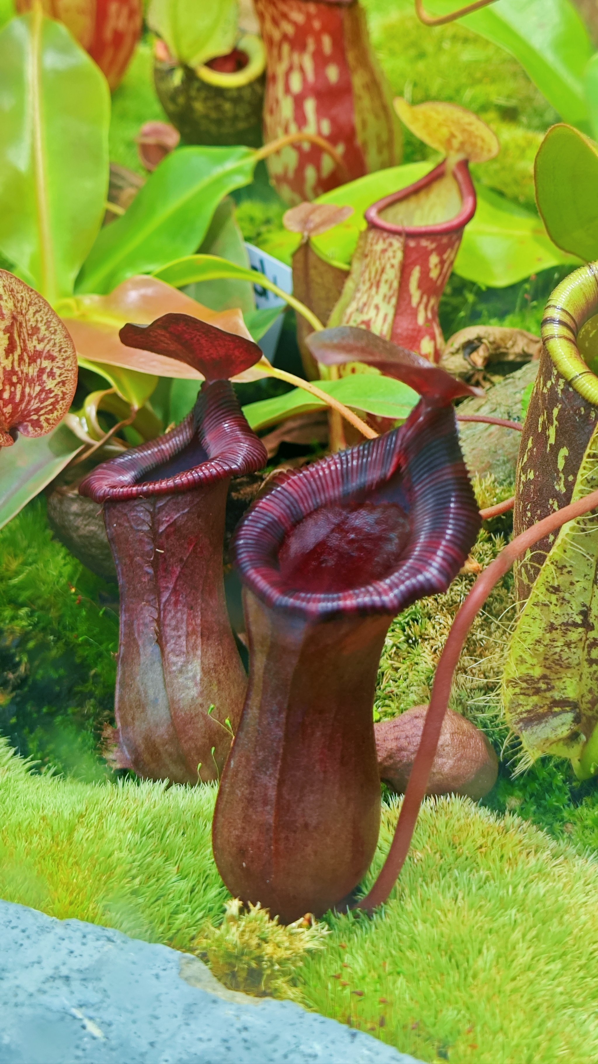 食虫植物世界～猪笼草