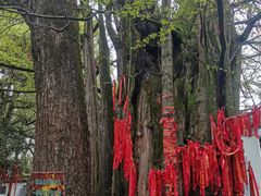 -西湖风景区十里琅珰-五云山