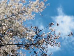 -樱花山风景区