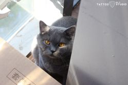 -飛凡TATTOO纹身•原创