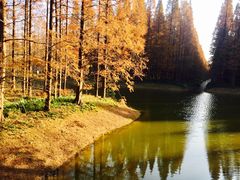 -黄海国家森林公园