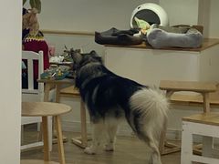 -李小姐の猫咖啡馆(五角场店)