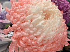 -BEAST野兽派(上海浦东嘉里城店)