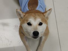 -申普宠物医院·心脏介入·心血管微创(总院)