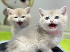 -糯米喵星人总部直营旗舰店·猫舍·幼猫出售