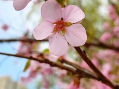 -群力丁香公园