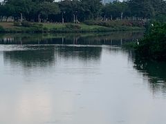 -万绿园