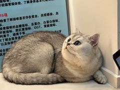 -御宝贝·A梦猫科宠物医院(国际猫友好医院)