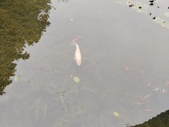 -广东花都湖国家湿地公园