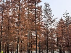 -白鹭湾湿地公园