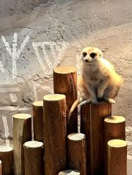 -Zoolung Zoolung动物主题公园(海信广场店)