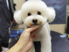 -小尾巴宠物店(万科·金域华庭店)