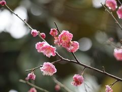-新建村梅花
