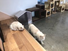 -瞄一喵猫咖(格力海岸店)
