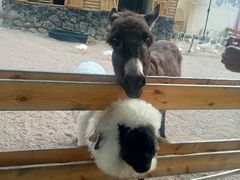 -HERRE·FARM 赫尔露营农场·团建聚会包场