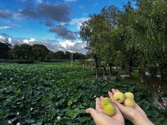 -阳澄湖半岛旅游度假区