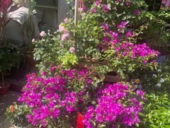 -金陵花卉交易市场