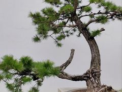 -龙华寺