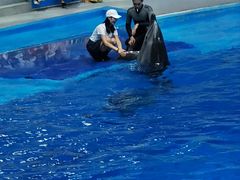 -海合安成都极地海洋公园