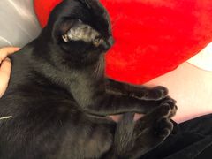 -浣熊柯尔鸭土拨鼠·电玩咖